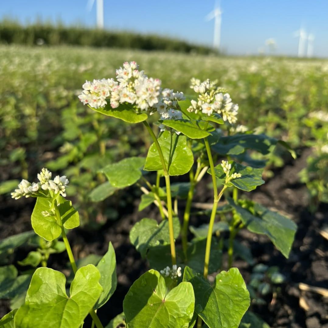 Buckwheat