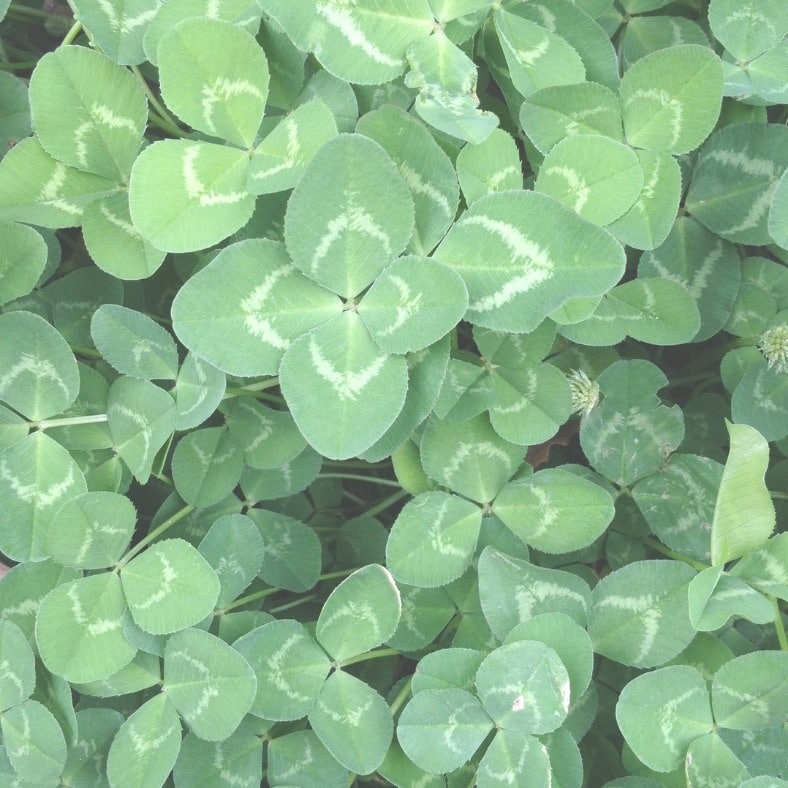 Clover