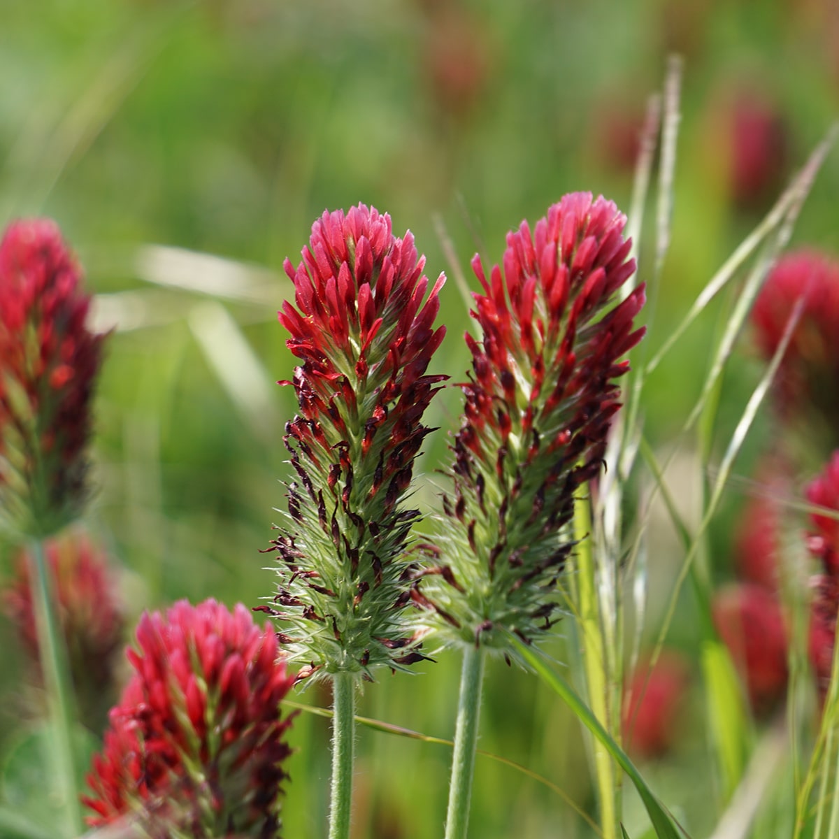 Crimson Clover