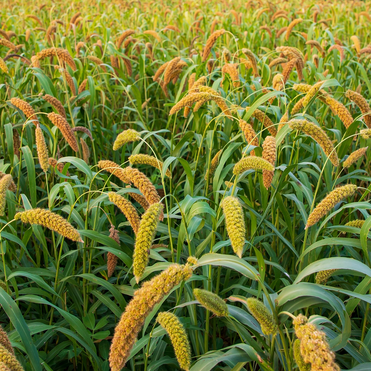 German Millet