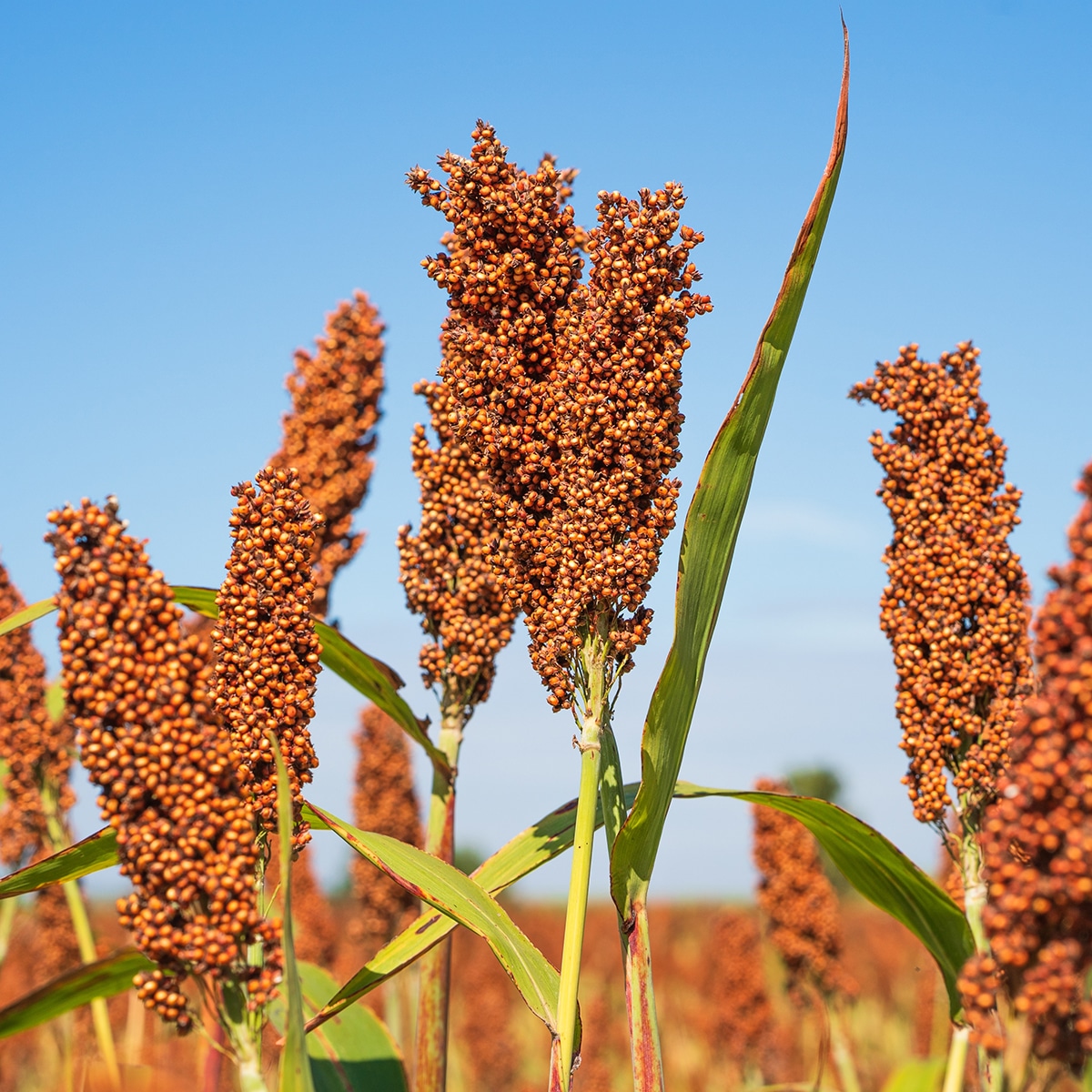 Japanese Millet