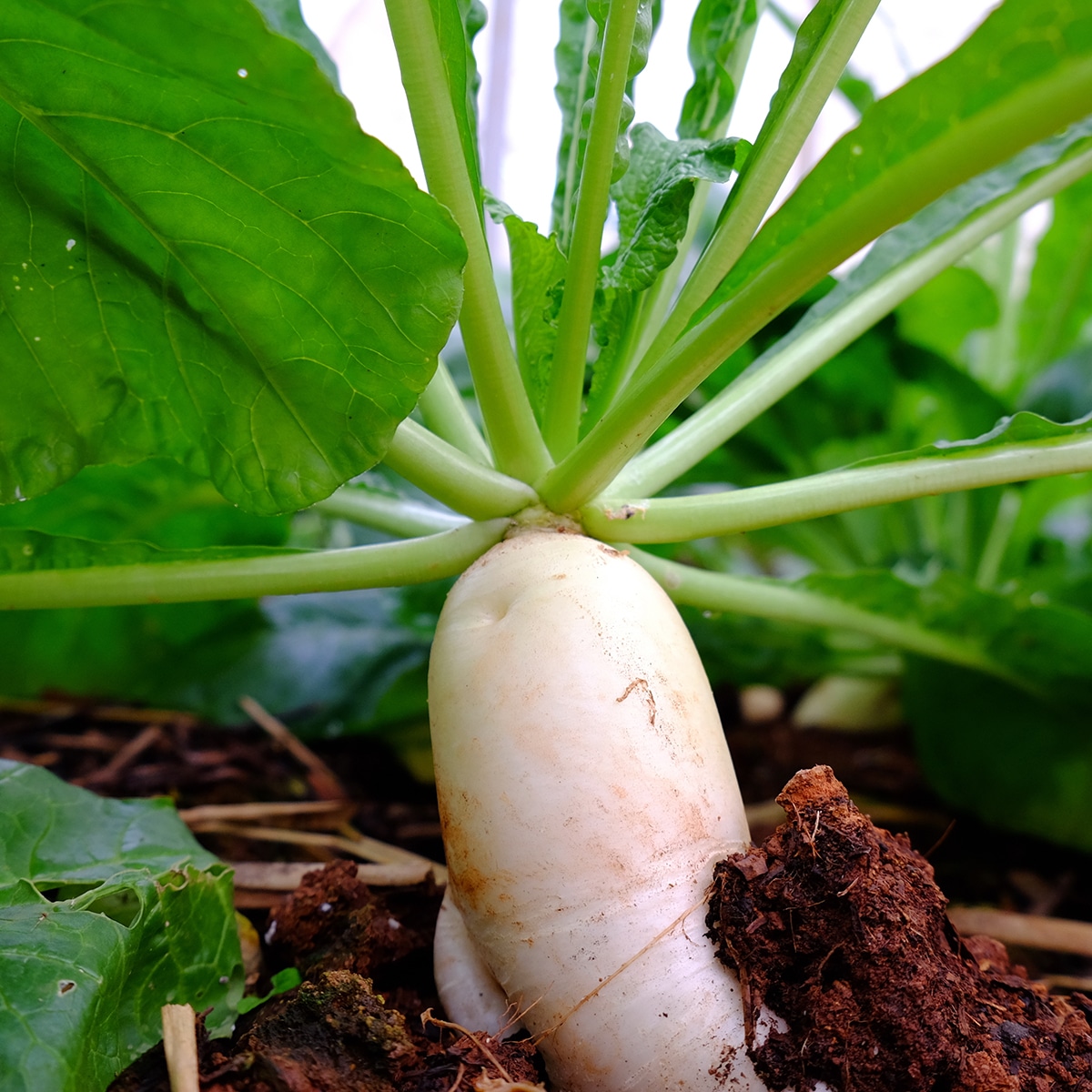 Radish
