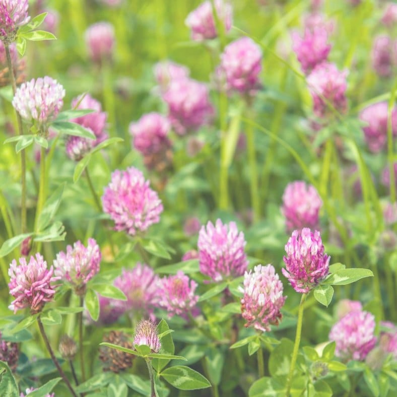 Red Clover