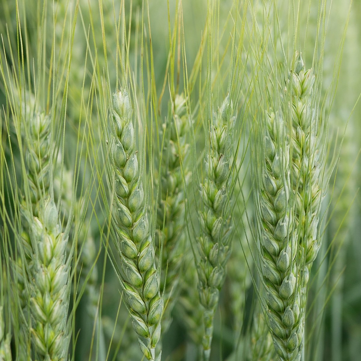 Triticale