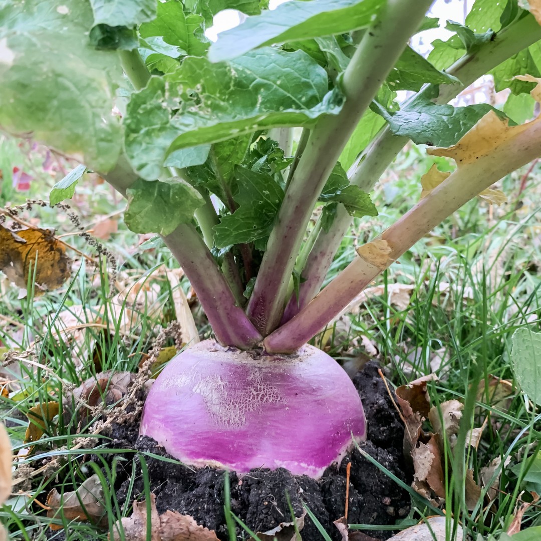 Turnip