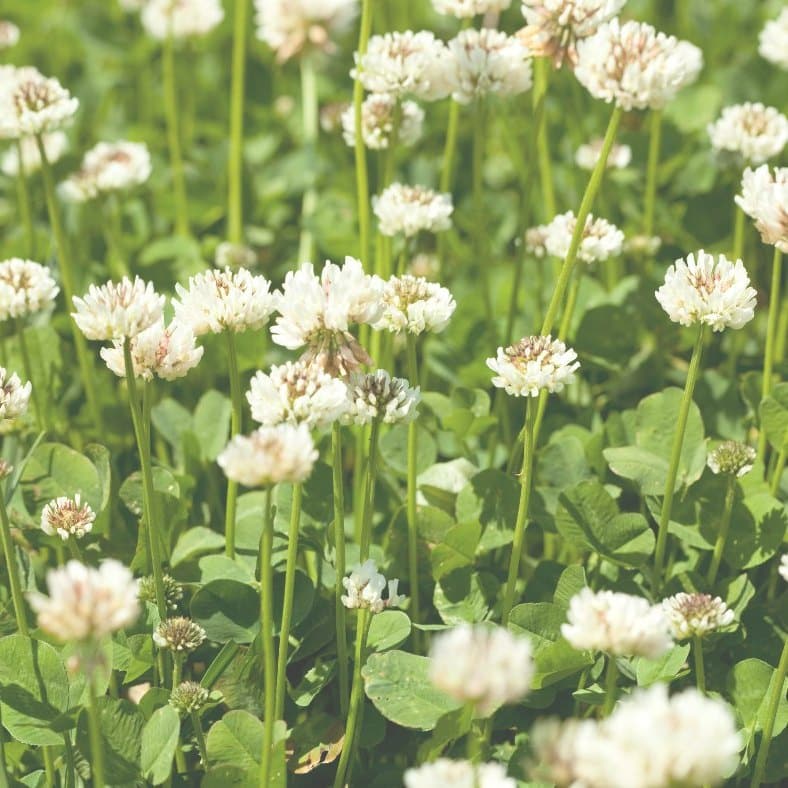 White Clover